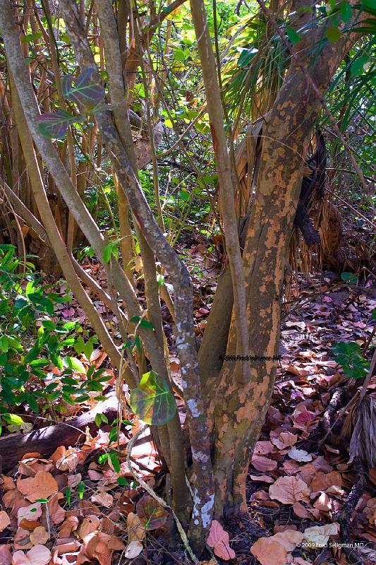 20090221_180342 D200 P1 2400x3600 srgb.jpg - Foliage, MacArthur Beach State Park